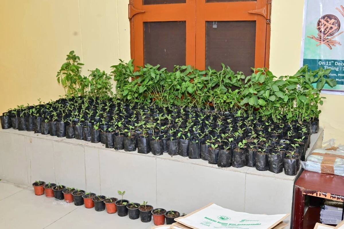 Ashwagandha saplings for distribution